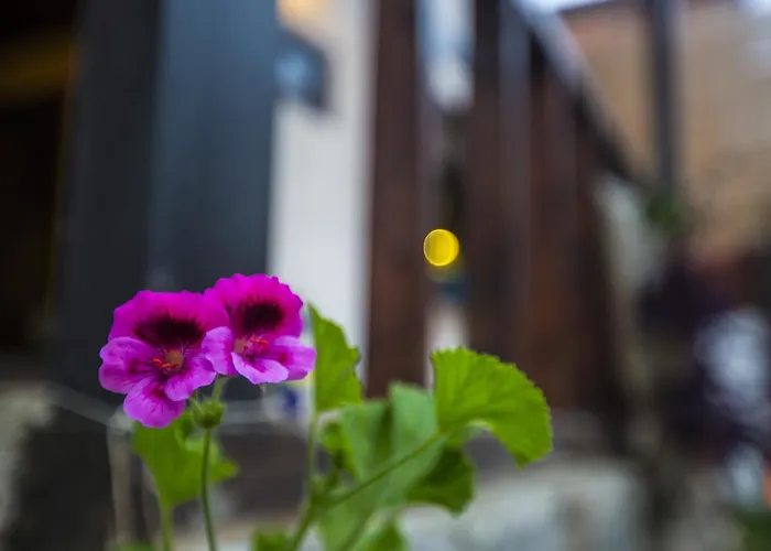 Samlioglu Historical * Trabzon