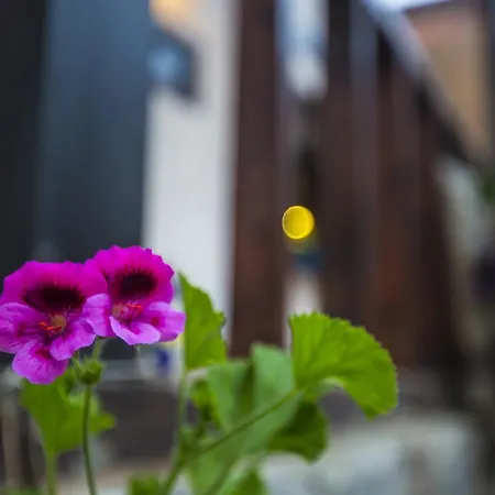 Samlioglu Historical * ترابزون