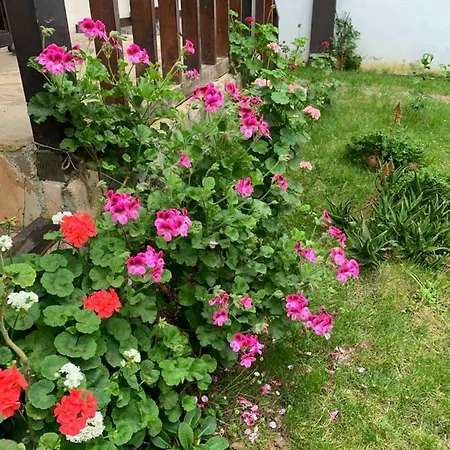 Guest house Samlioglu Historical *