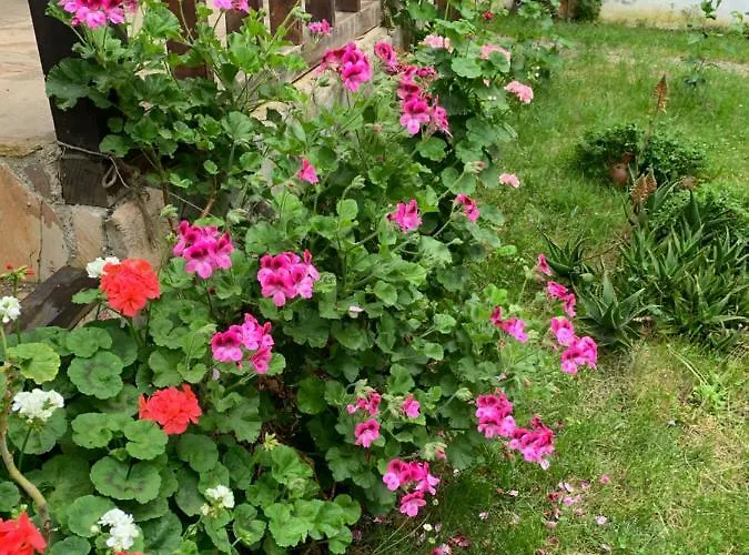 Guest house Samlioglu Historical *